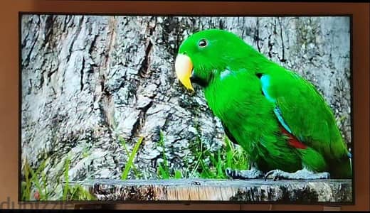 شاشه 65بوصه LG اوامر صوتيه احدث اصدارات LG