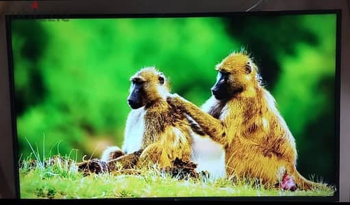 شاشه 55 بوصه LG بحاله ممتازه