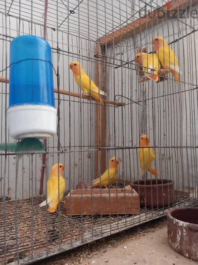 عصافير روز اوبلاين اورنج وريد