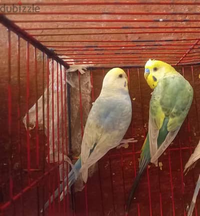 مجموعة عصافير رينبو فواتح