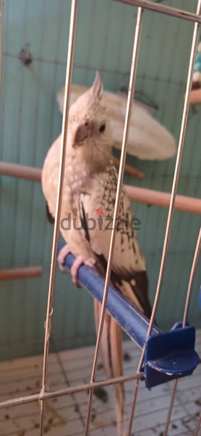 عصافير كوكتيل شغال