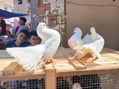 حمام للبيع زواجل شغالين