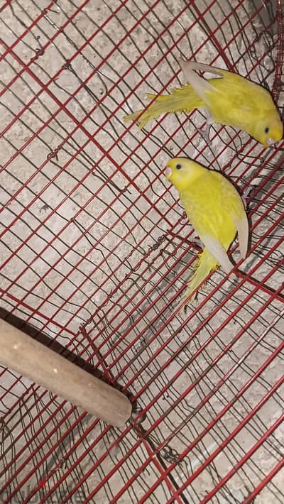 دكرين لاسوينج شباب