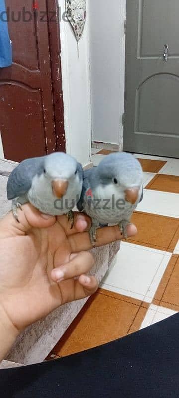 قص كويكر ڤايلوت  بفروخه مستوى عالى  ومعاهم تحاليل