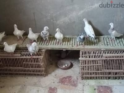 حمامه