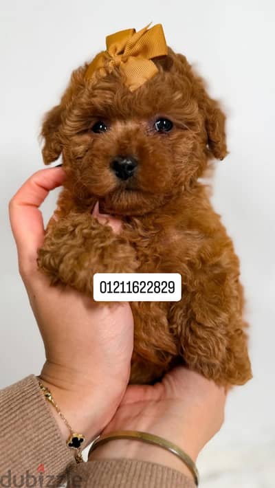 Toy poodle puppies توي بودل