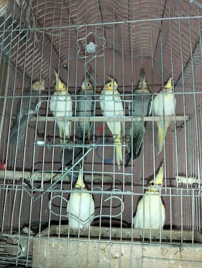 مجموعه شبابات كوكتيل لاتيني وحبشي