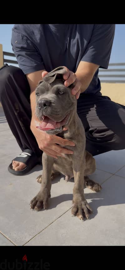 Male cane corso كين كورسو
