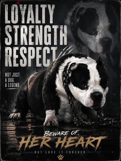 Available female amrican bully micro