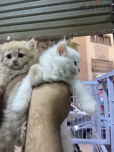 دباديب هاف بيكي