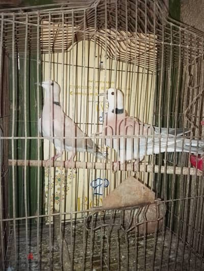 يمام قمرى