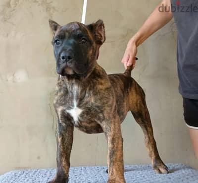Persa canario puppy female from Russia