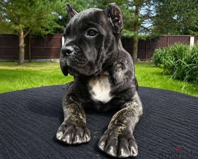 Cane corso puppies from Russia