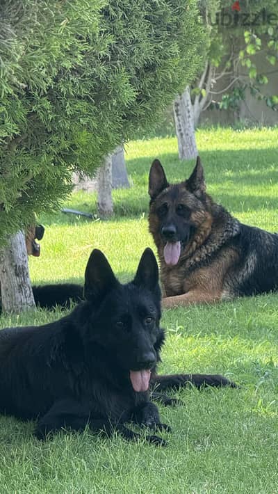 German Shepherd Female Puppy | Royal Black | FCI Pedigree