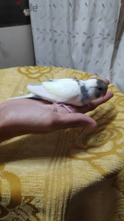 الاسترالى