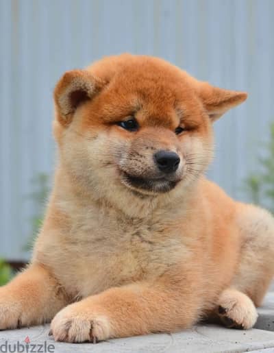 Shiba Inu puppy boy from Russia