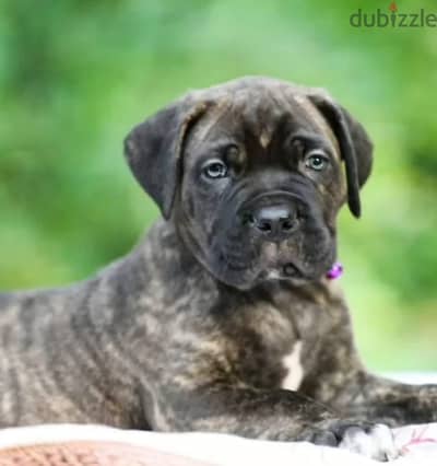 Cane corso puppies from Russia