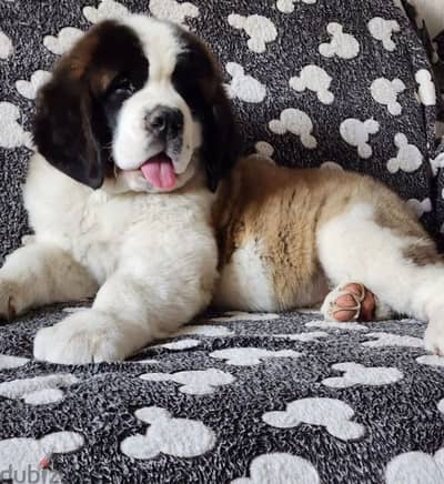 Saint Bernard puppy female from Russia