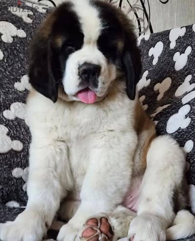 Saint Bernard puppy female from Russia