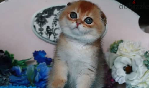 Scottish fold shorthair kitten female from Russia