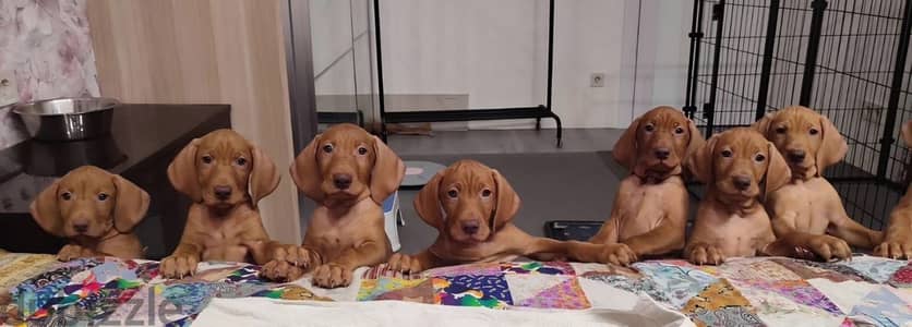 Hungarian vizsla puppies from Russia