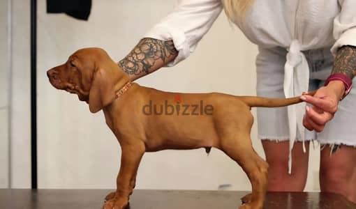 Hungarian vizsla puppies from Russia