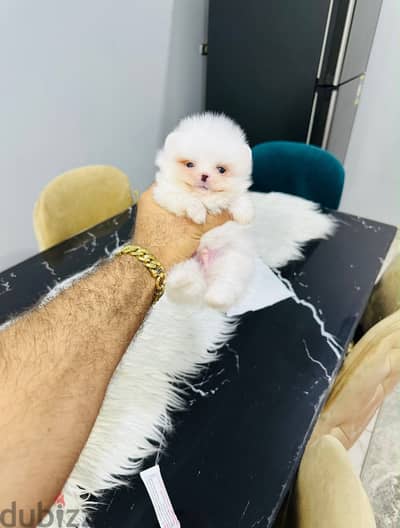 Pomeranian tea cup puppy
