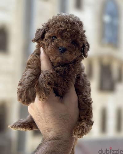 Toy poodle puppies