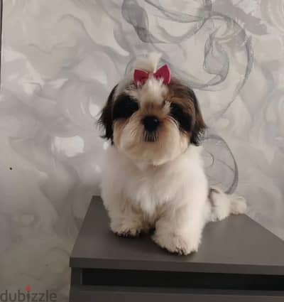 Shih Tzu puppy boy from Russia
