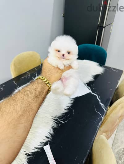 Pomeranian puppies Top Quality