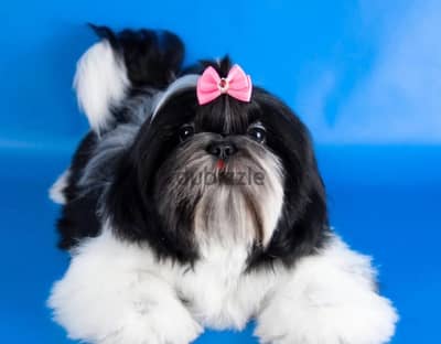 Shih Tzu puppy female from Russia