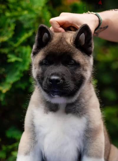 American Akita Inu puppy boy from Russia