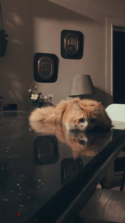 قط شرازي للتبني