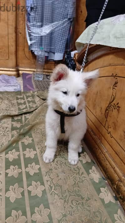 male white german