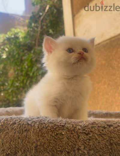 Female British Shorthair NY1233 Gold