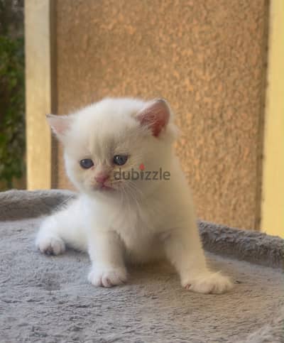 Female British Shorthair NY1233 Gold