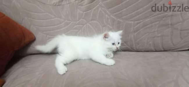 بيع قطة