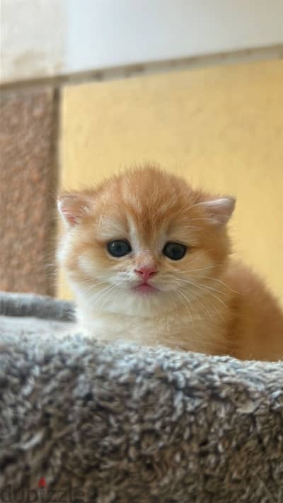 Female Scottish Fold NY12