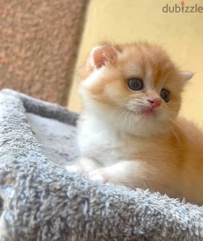 Female Scottish Fold NY12