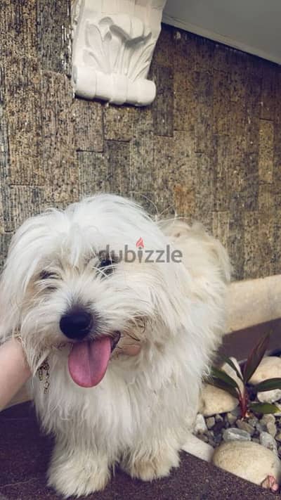 Dog for sale/ كلب للبيع
