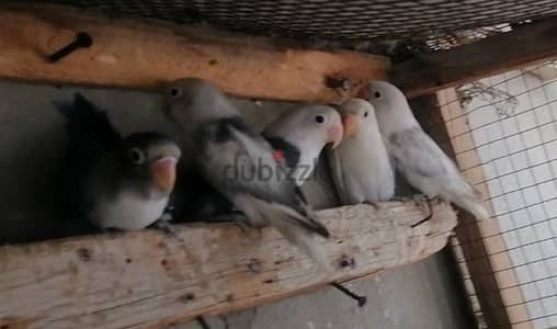 خمس شبابات فيشر