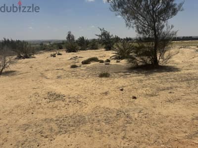 ارض زراعية للبيع بوادى النطرون ٥ فدادين