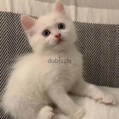 احتاج قط شيرازي ابيض ولد يكون عمره من 45يوم لي شهرين ونص
