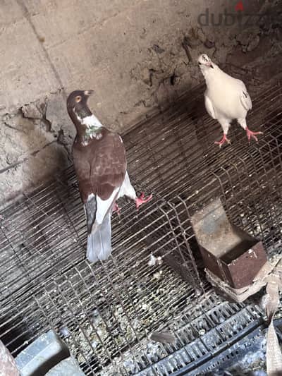 جوزين حمام رومي اول شغل
