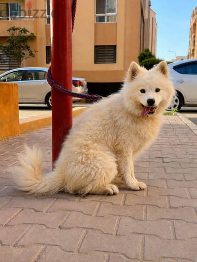 بنت سامويد عمر سنة و نص