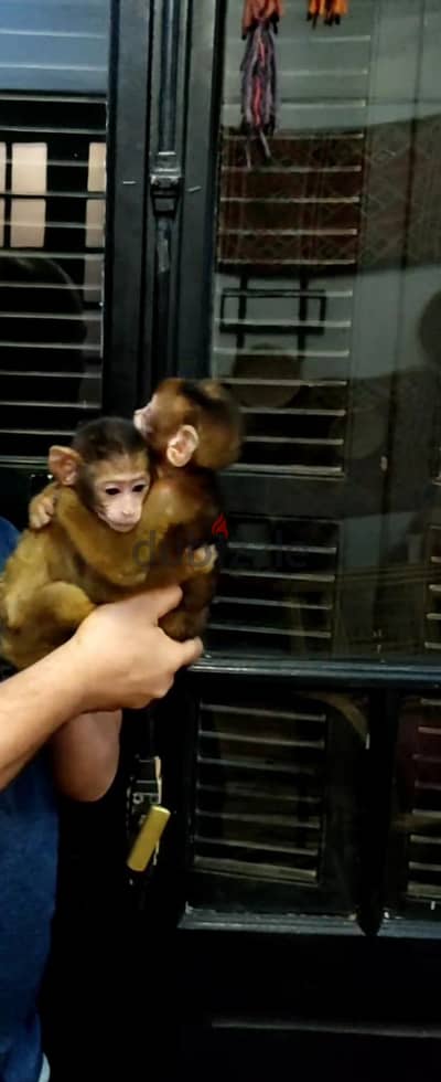 اصغر بنوته بيبى مكاك فمصر
