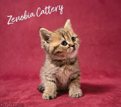 British Shorthair Golden Tabby