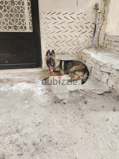 سيبل تقليب عالي