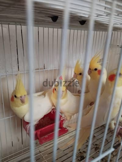 كوكتيل لاتيني شباب
