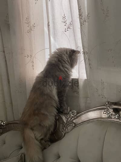 قطه للتبنى